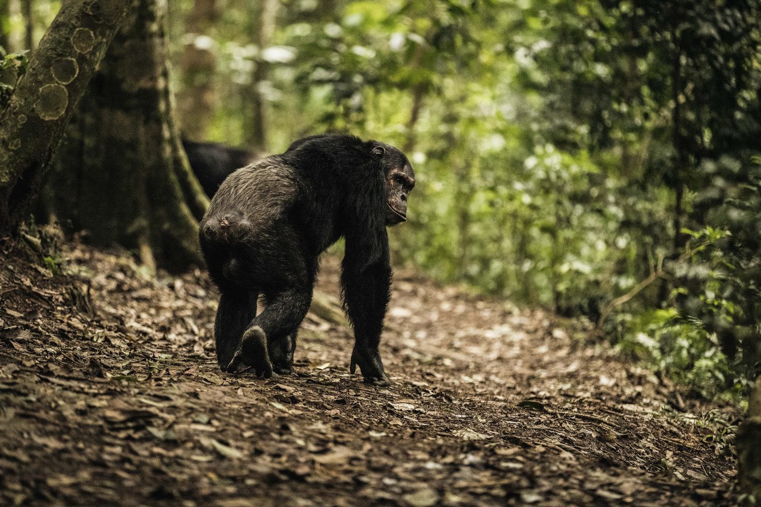 Gishwati Forest Safari Experience