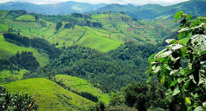 Gishwati Forest Reserve in Rwanda
