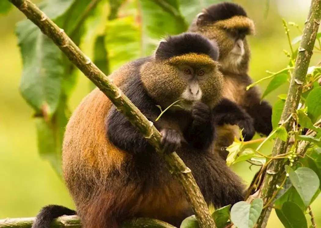 Golden Monkey Trekking in Rwanda