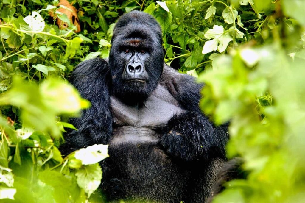 Gorilla Trekking from Kigali is one of the most convenient ways to experience mountain gorillas in East Africa