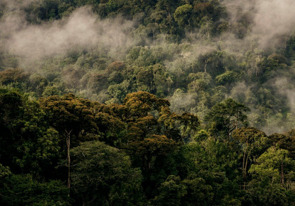 7 Days at Nyungwe National Park - Rwanda offers an extraordinary journey into one of Africa’s oldest and most remarkable rainforests, where visitors can discover chimpanzees, rare primates,