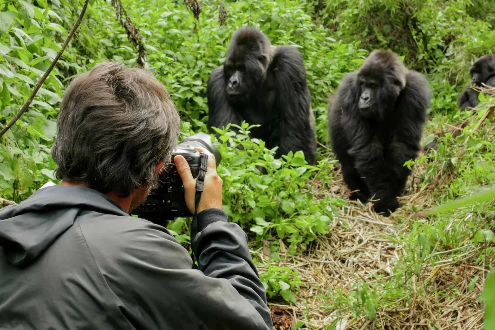 Photographing Mountain Gorillas During a Gorilla Trek
