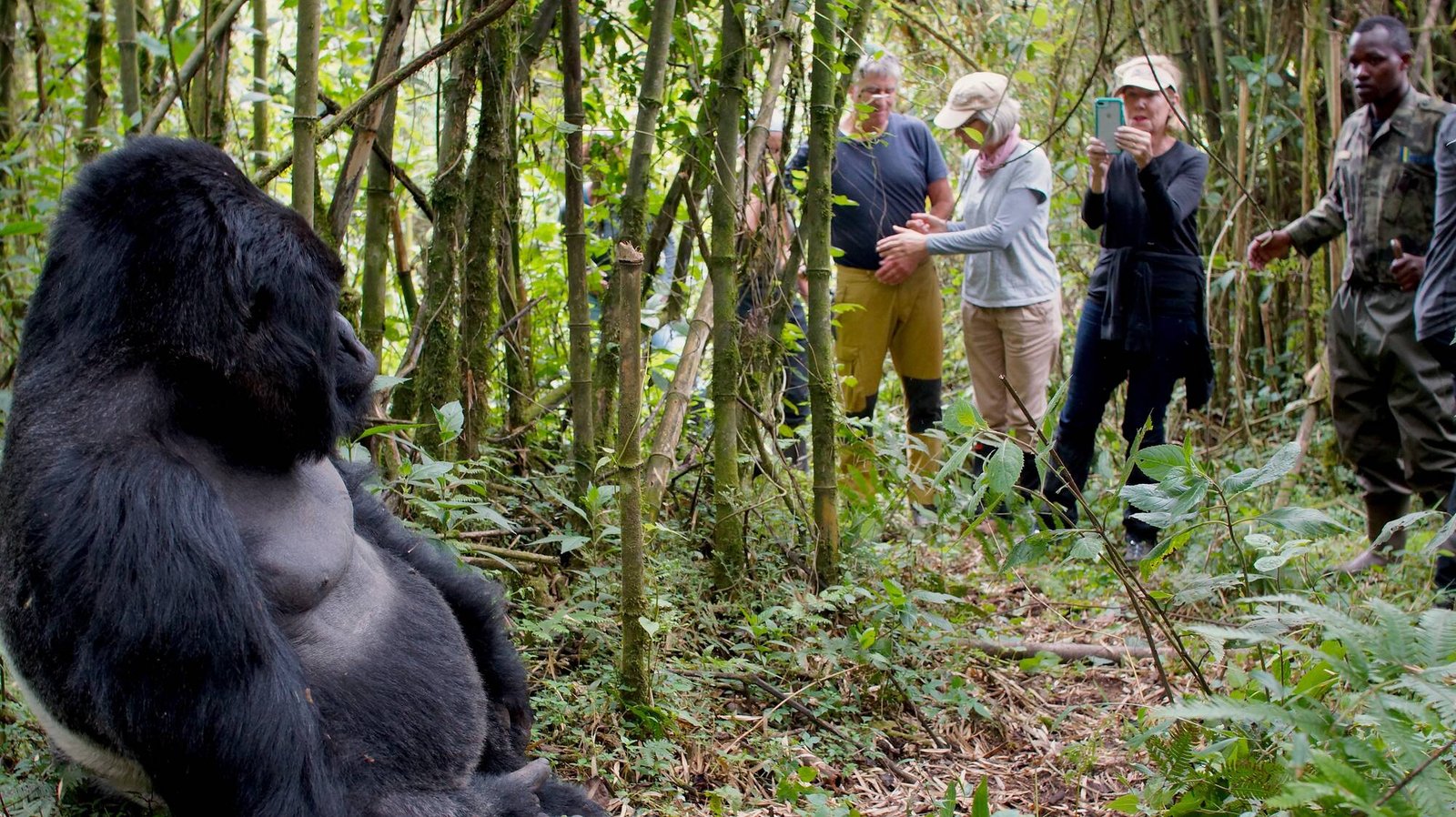Rwanda Gorilla Trekking Experience