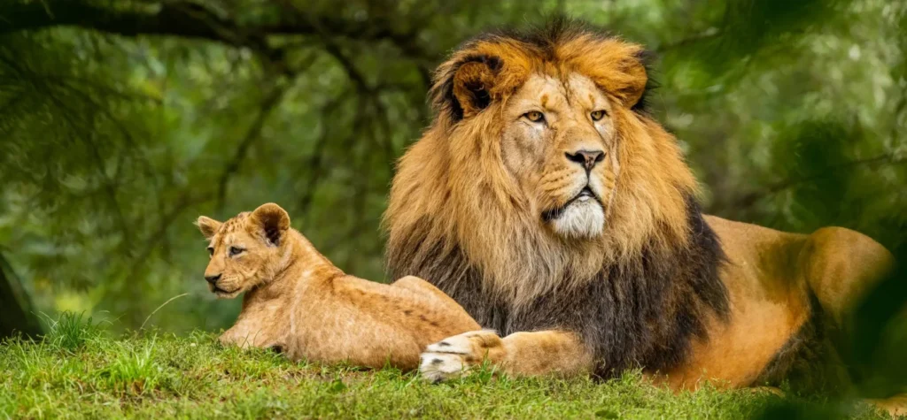 Akagera Travel Guide provides a complete introduction to Rwanda’s largest protected area and one of East Africa’s most exciting wildlife destinations. Located in eastern Rwanda along