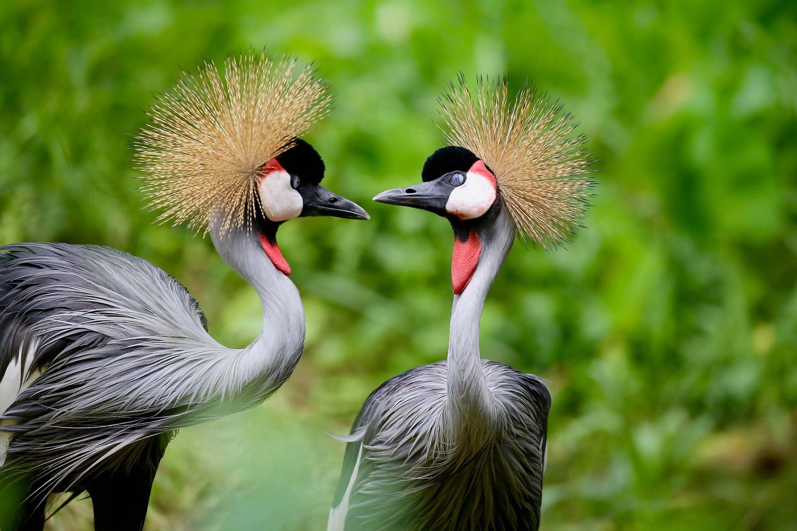 Grey Crowned Cranes on an East African Birdwatching Safari