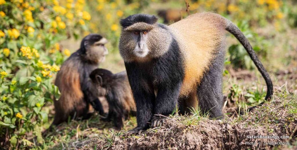 Golden Monkeys are among the most beautiful and fascinating primates found in Africa, offering visitors a unique wildlife experience in the misty volcanic forests of Rwanda and Uganda. Known for their striking golden-orange fur,
