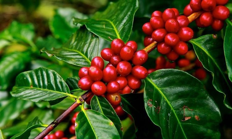 Coffee Tours Rwanda offer travellers an opportunity to discover one of the country's most important agricultural products while meeting coffee farmers, exploring beautiful growing regions, learning traditional and modern processing methods, and tasting freshly prepared Rwandan coffee.