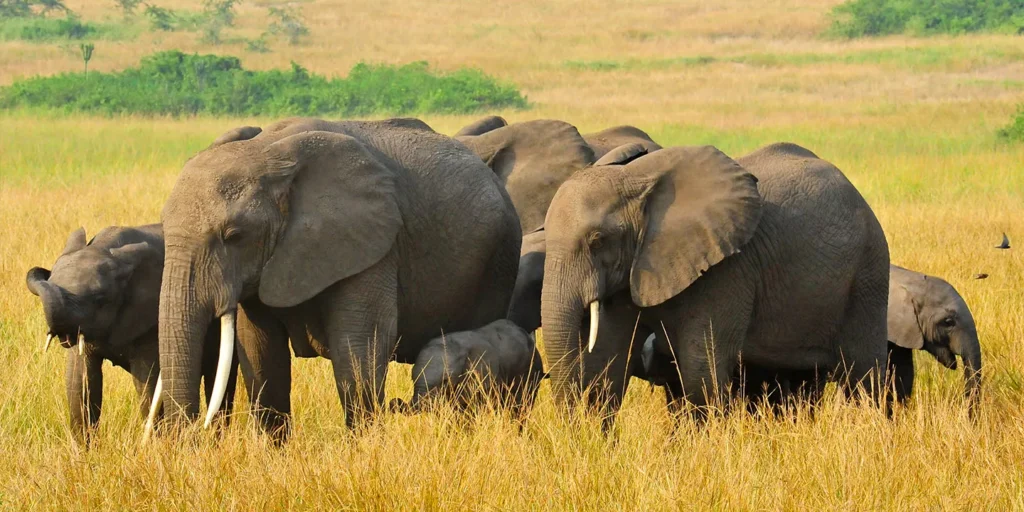 Luxury Christmas Safari in Uganda offers an extraordinary way to celebrate the festive season surrounded by Africa's spectacular wildlife, dramatic landscapes, tropical forests, and exceptional luxury accommodation.