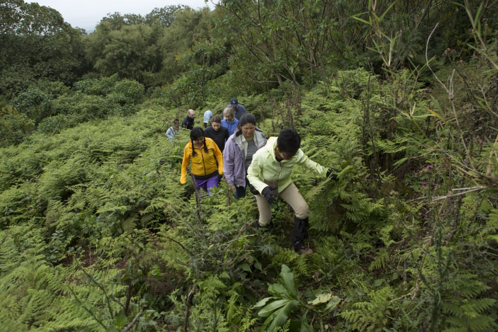 Among the most memorable ways to discover the country is Hiking Rwanda, an experience that takes visitors deep into dramatic landscapes, hidden trails, mountain viewpoints, tropical forests, and culturally rich communities.