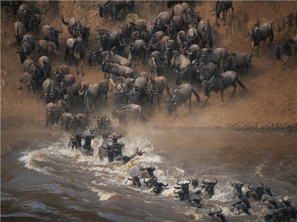 African safari travel and wildlife experience