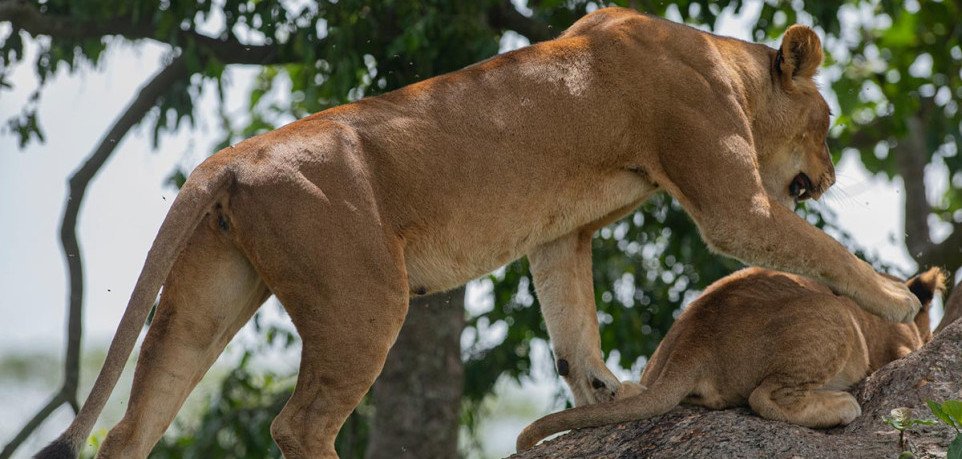 12 Days Kenya Uganda and Rwanda Safari featuring wildlife game drives, gorilla trekking and East African safari adventures