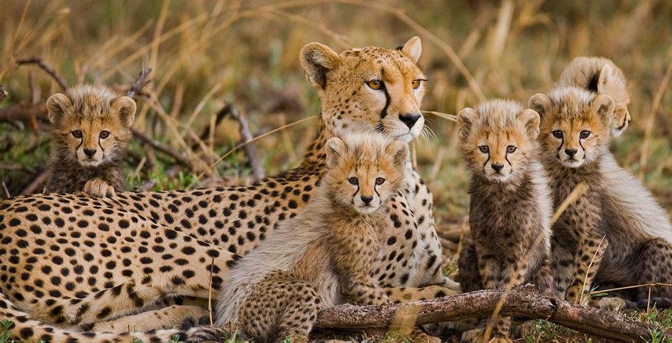 12 Days Safari in Kenya Uganda Rwanda featuring wildlife game drives, gorilla trekking and unforgettable East African safari adventures