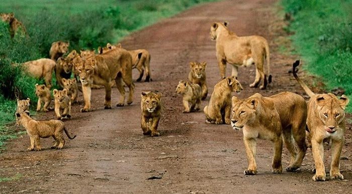 14 Days Tanzania Rwanda Uganda Safari combining wildlife adventures, mountain gorilla trekking and East African safari experiences