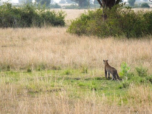 15 Days Kenya Uganda Rwanda Safari combining wildlife game drives, gorilla trekking and East African safari experiences