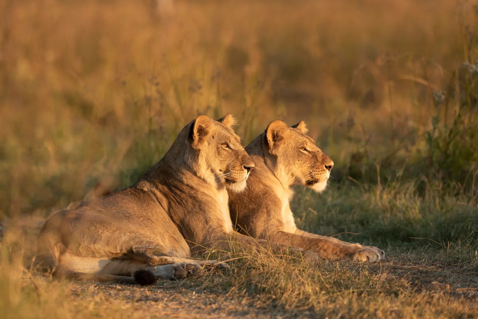 Best South Africa safari tour packages featuring wildlife adventures and unforgettable African safari holidays