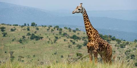 Akagera National Park in Rwanda offering Big Five wildlife safaris and scenic game drives