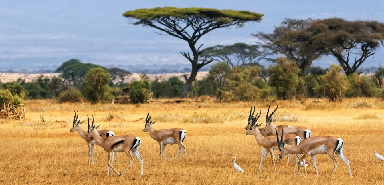 Best safari in South Africa featuring unique wildlife experiences and hidden safari destinations