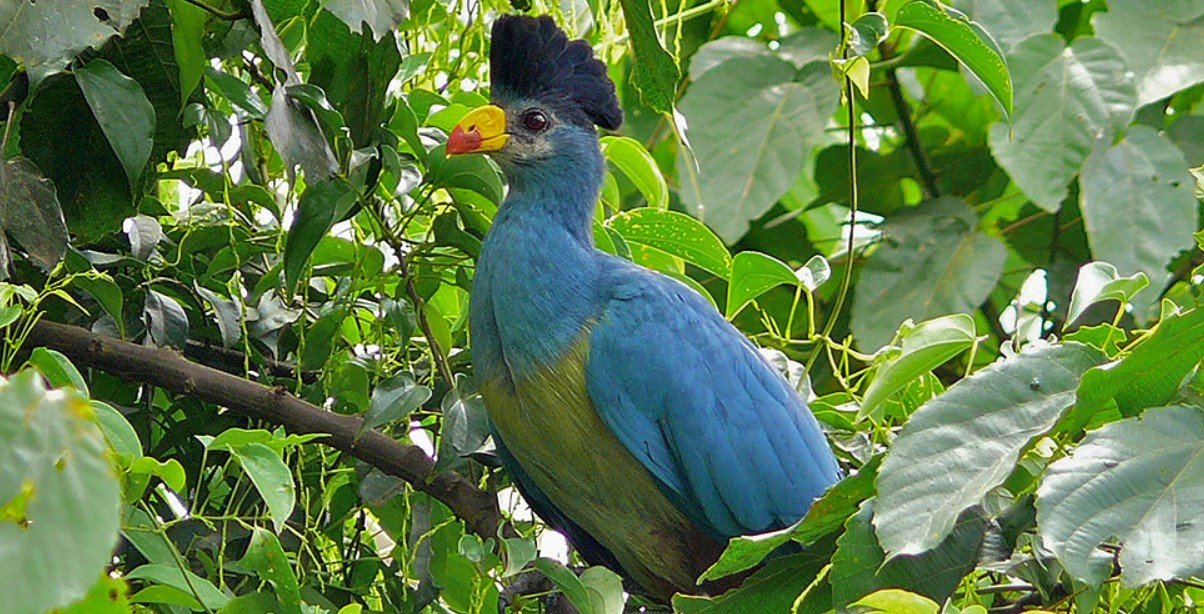 Birdwatching in Kibale Forest National Park Uganda, a popular destination for forest birding safaris