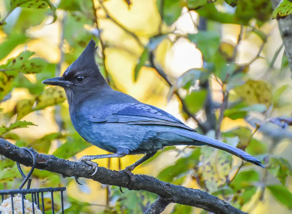 Birdwatching and bird species during a nature safari in Rwanda