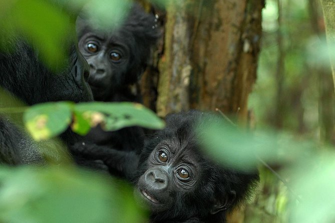 Mountain gorilla in its natural forest habitat during a gorilla trekking safari in East Africa