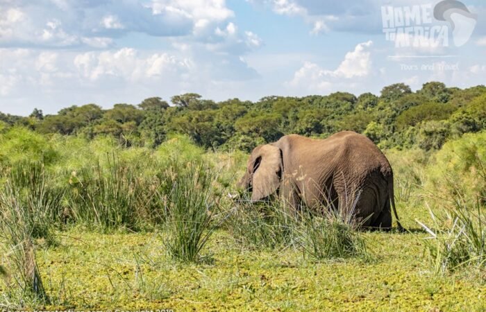 A Rwanda Safari vs Uganda Safari comparison becomes especially interesting because the two destinations share part of the same Virunga mountain ecosystem while offering very different overall travel experiences