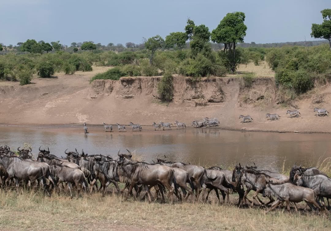 Great Migration of wildebeest and zebras moving together across the Northern Serengeti in Tanzania