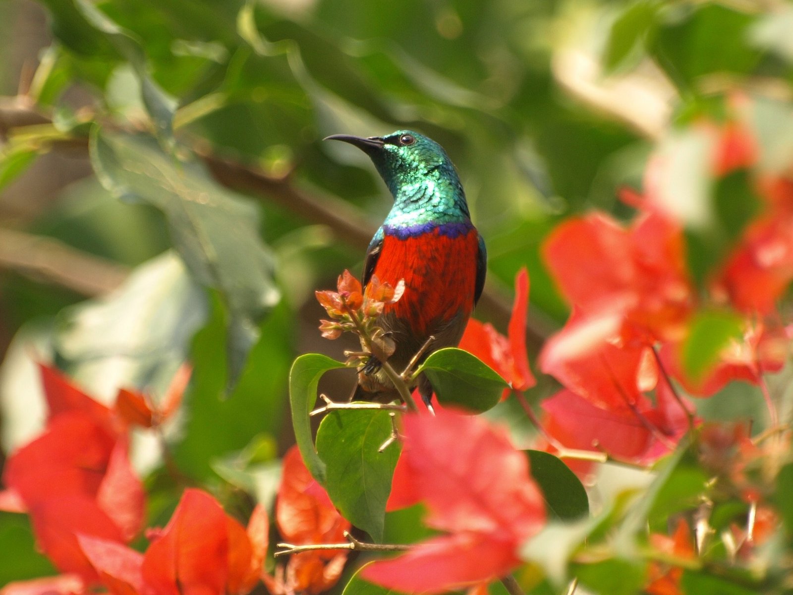 Red-chested sunbird, a colourful bird species found in Uganda and East Africa