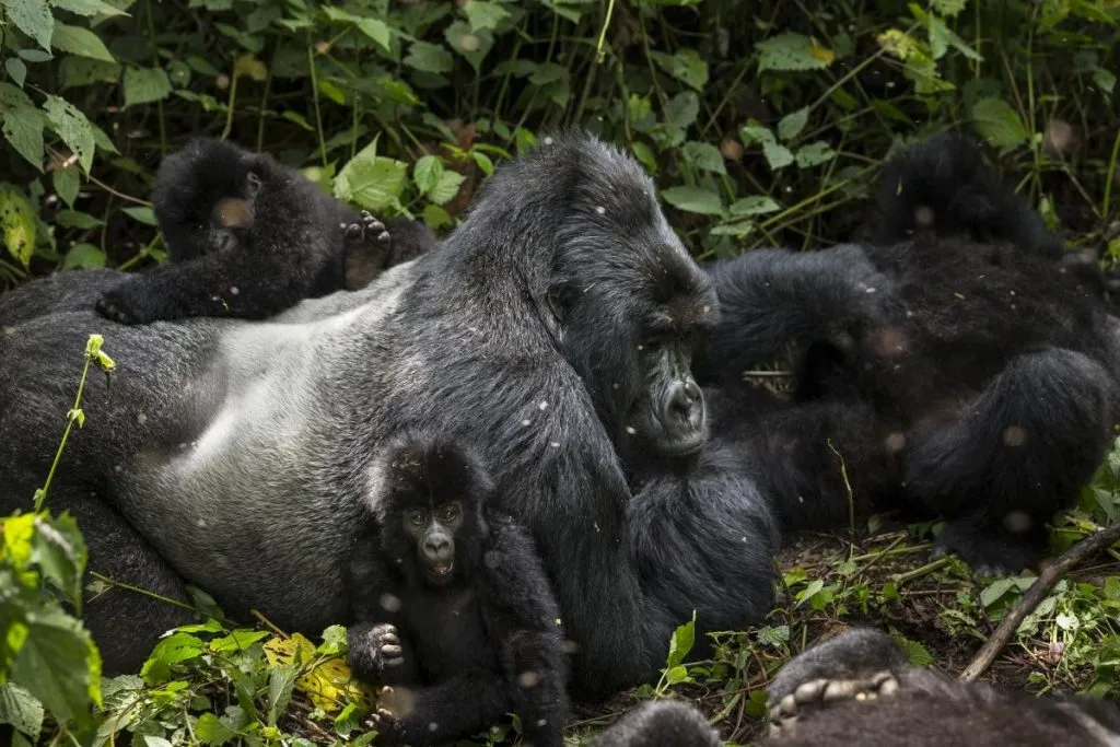Rwanda Safaris from Canada can be designed around mountain gorilla trekking, wildlife viewing, chimpanzee experiences, family adventures, luxury holidays, cultural discovery, photography, relaxation, or a combination of several experiences.