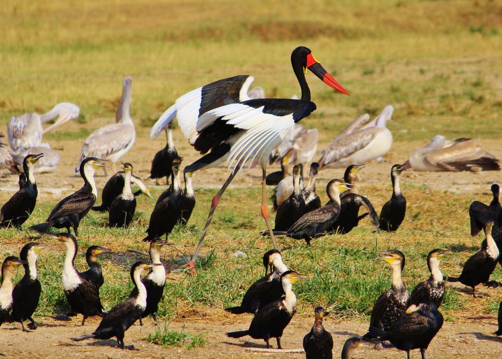 Birding in Akagera National Park Rwanda during a guided wildlife safari