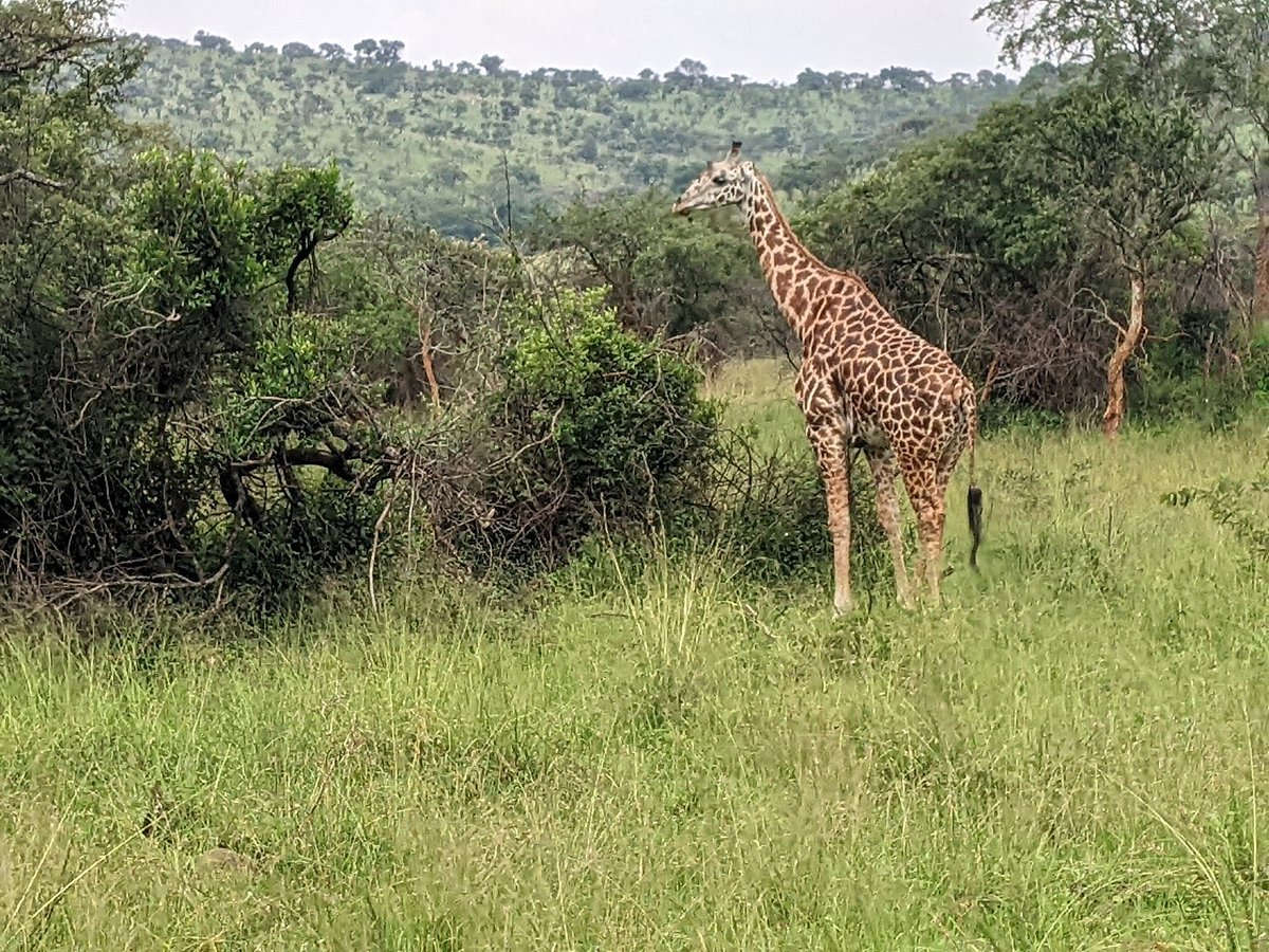 Travel and safari experience in Rwanda