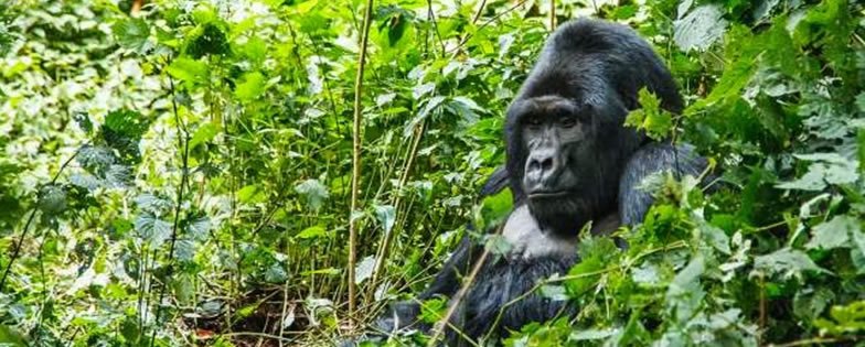 Gorilla trekking tour in Rwanda featuring mountain gorilla encounters in Volcanoes National Park