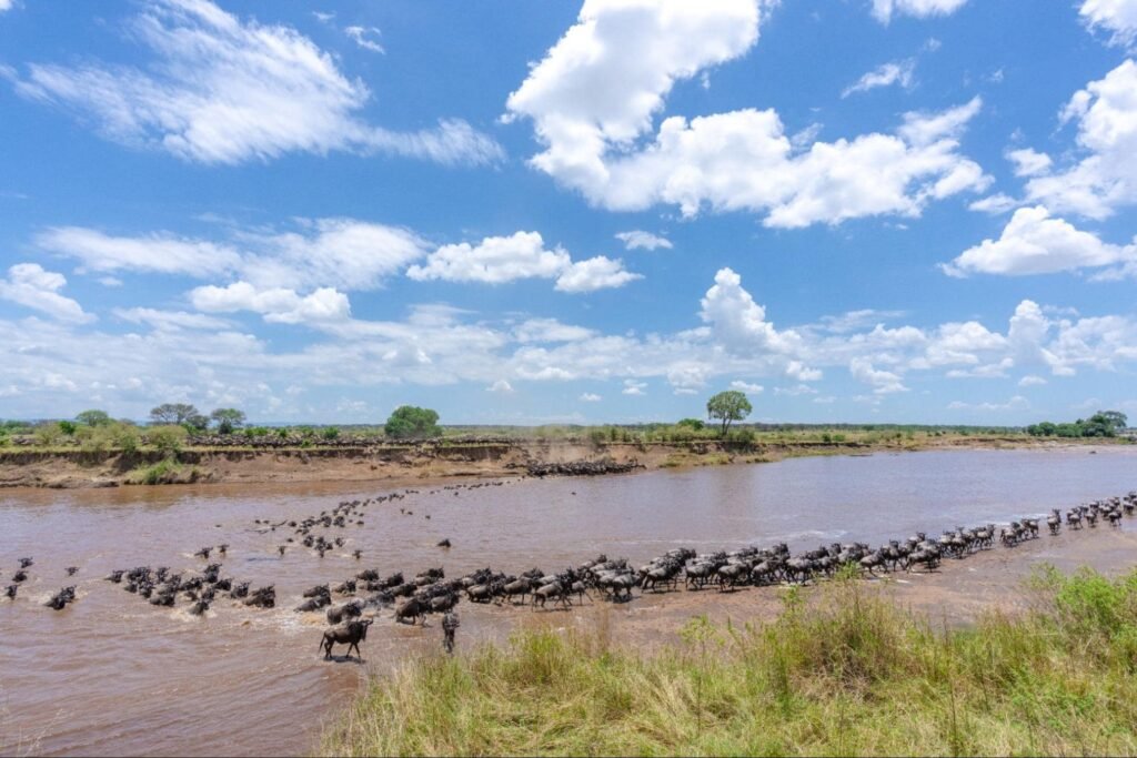 African safari travel and wildlife experience