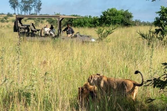 A Rwanda vs Kenya Safari comparison is therefore not simply about asking which country has more wildlife or which destination is cheaper.