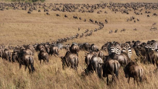Great Migration in Maasai Mara National Reserve Kenya during an African wildlife safari