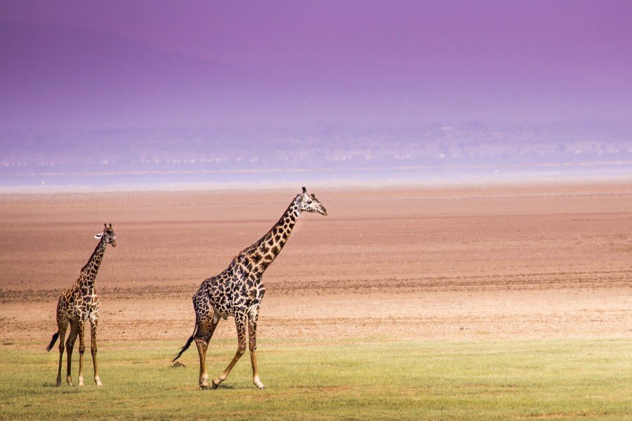 Giraffe in Lake Manyara National Park Tanzania during a wildlife safari