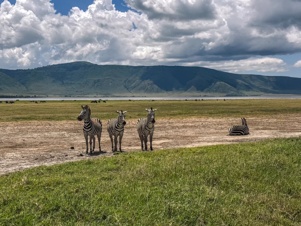 Zebras resting near Ngorongoro Crater rim during a wildlife safari in Tanzania