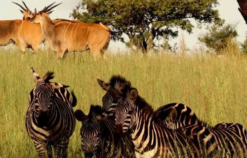 Akagera National Park Rwanda featuring beautiful landscapes and wildlife safari experiences