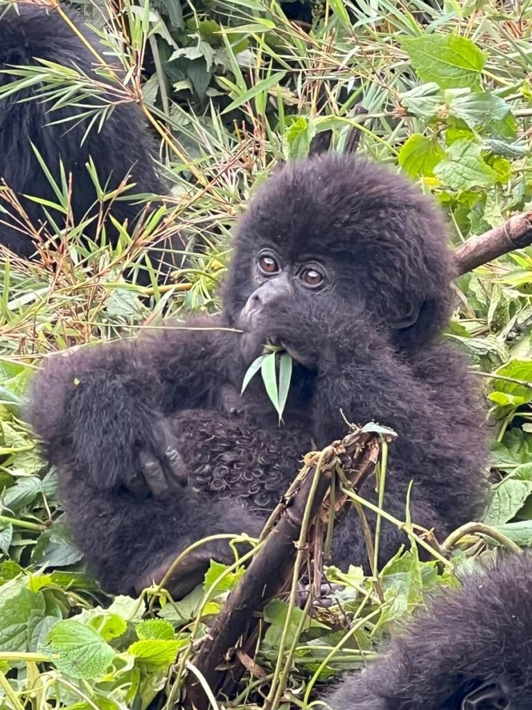 Mountain gorilla in Rwanda during a gorilla trekking safari in Volcanoes National Park