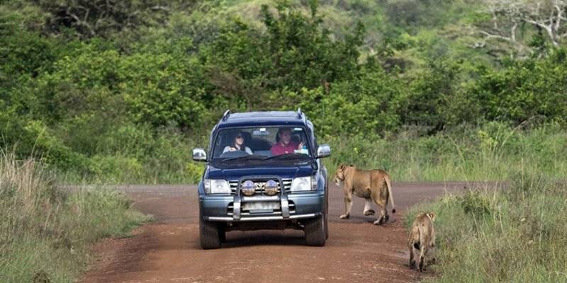 Self-drive experience in Rwanda exploring scenic roads and safari destinations